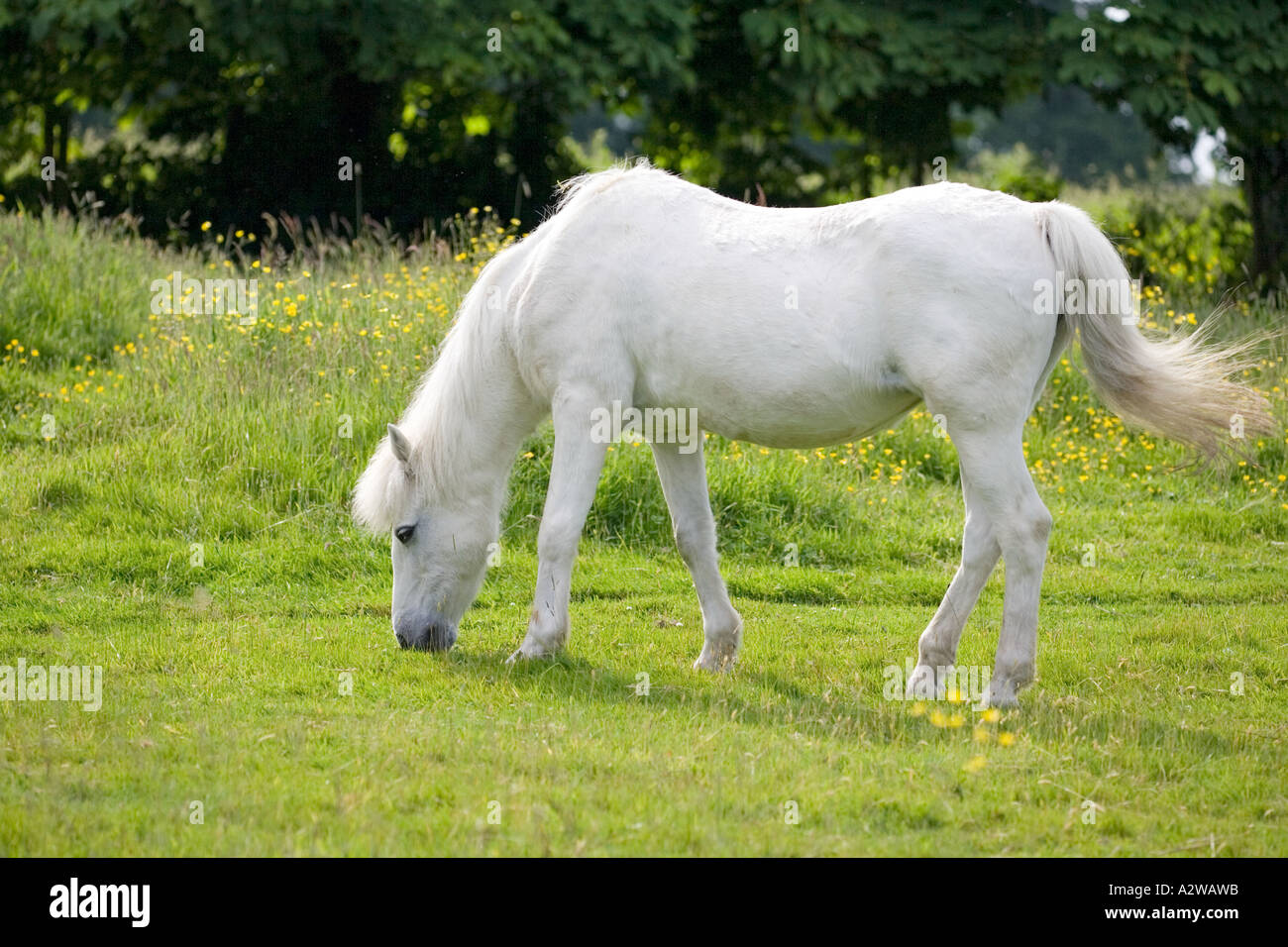 Cavallino Bianco in campo NORFOLK REGNO UNITO Foto Stock