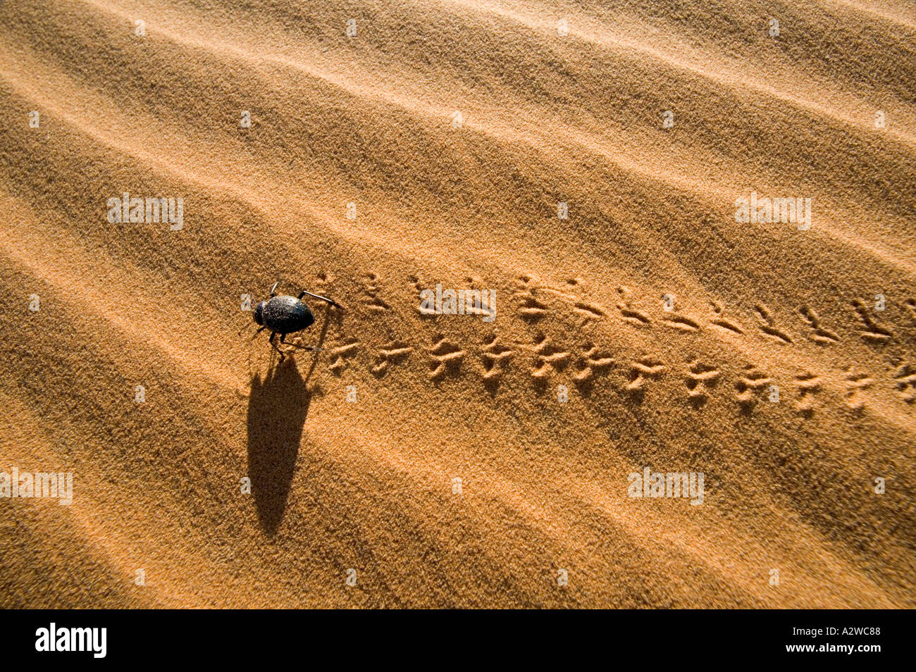 Deserto beetle Tenebrionid famiglia live e feed in dune di sabbia in tutto il Nord Africa e il deserto del Namib Marocco Foto Stock