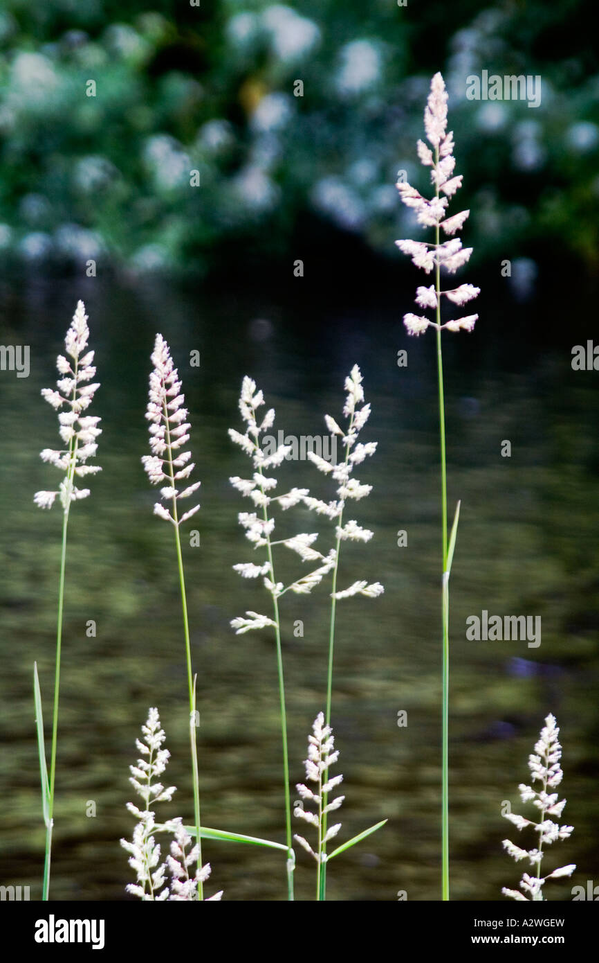 Erba selvatica in fiore crescente da un fiume. Foto Stock