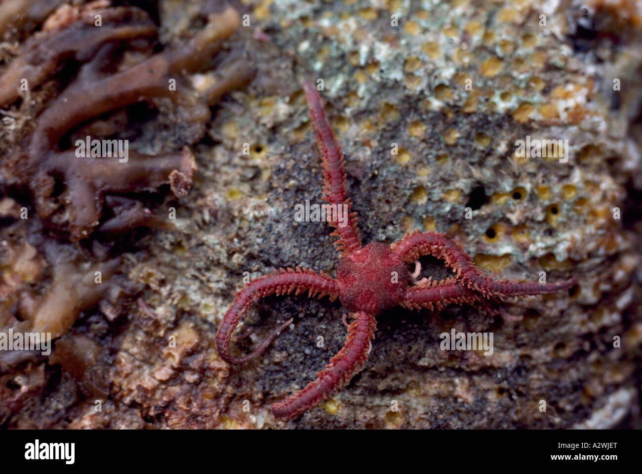 Una Margherita o chiazzato fragili stelle (Ophiopholis aculeata) lungo la costa occidentale del Pacifico della Columbia britannica in Canada Foto Stock