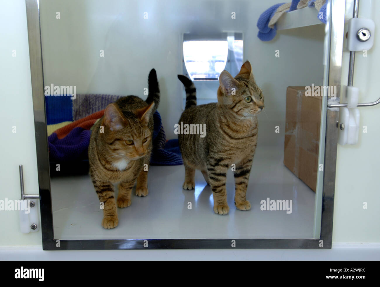 Gatti in attesa di essere rehomed in corrispondenza di un gatto centro di salvataggio, senzatetto cat, straripa, i gatti randagi Foto Stock