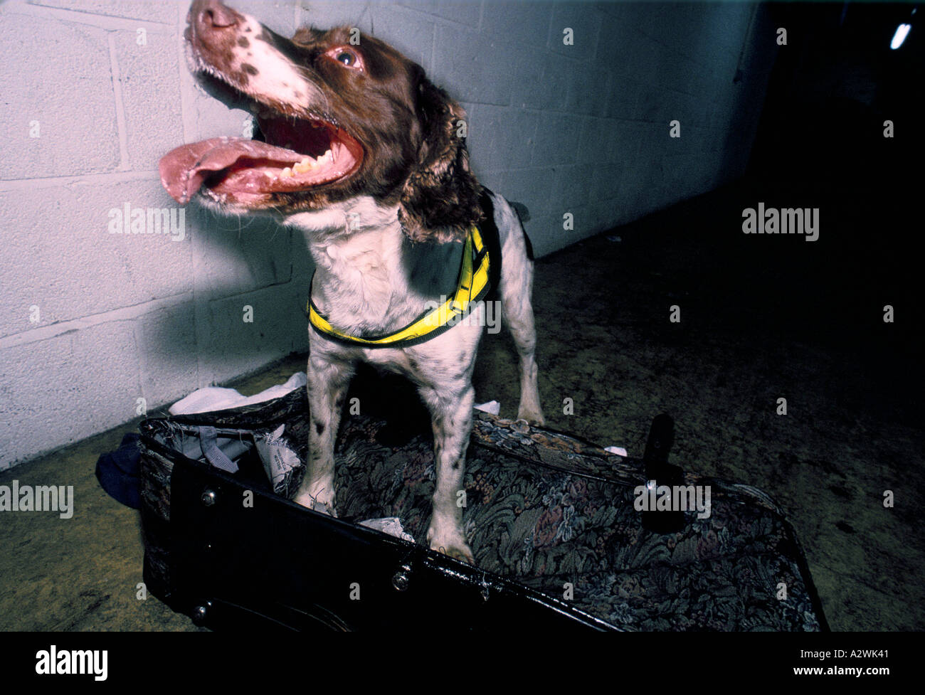 Sniffer doganale cane Manchester Airport Foto Stock