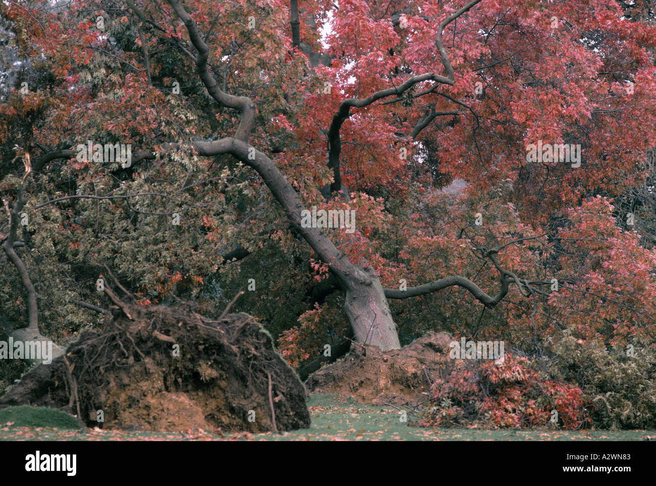 Sradicato albero in Kew Gardens, Londra, dopo la grande tempesta del 17 ottobre 1987 Foto Stock