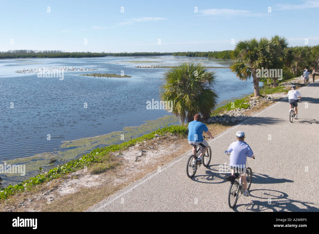In bicicletta sulle unità della fauna selvatica in J N DING DARLING National Wildlife Refuge su Sanibel Island FLORIDA Foto Stock