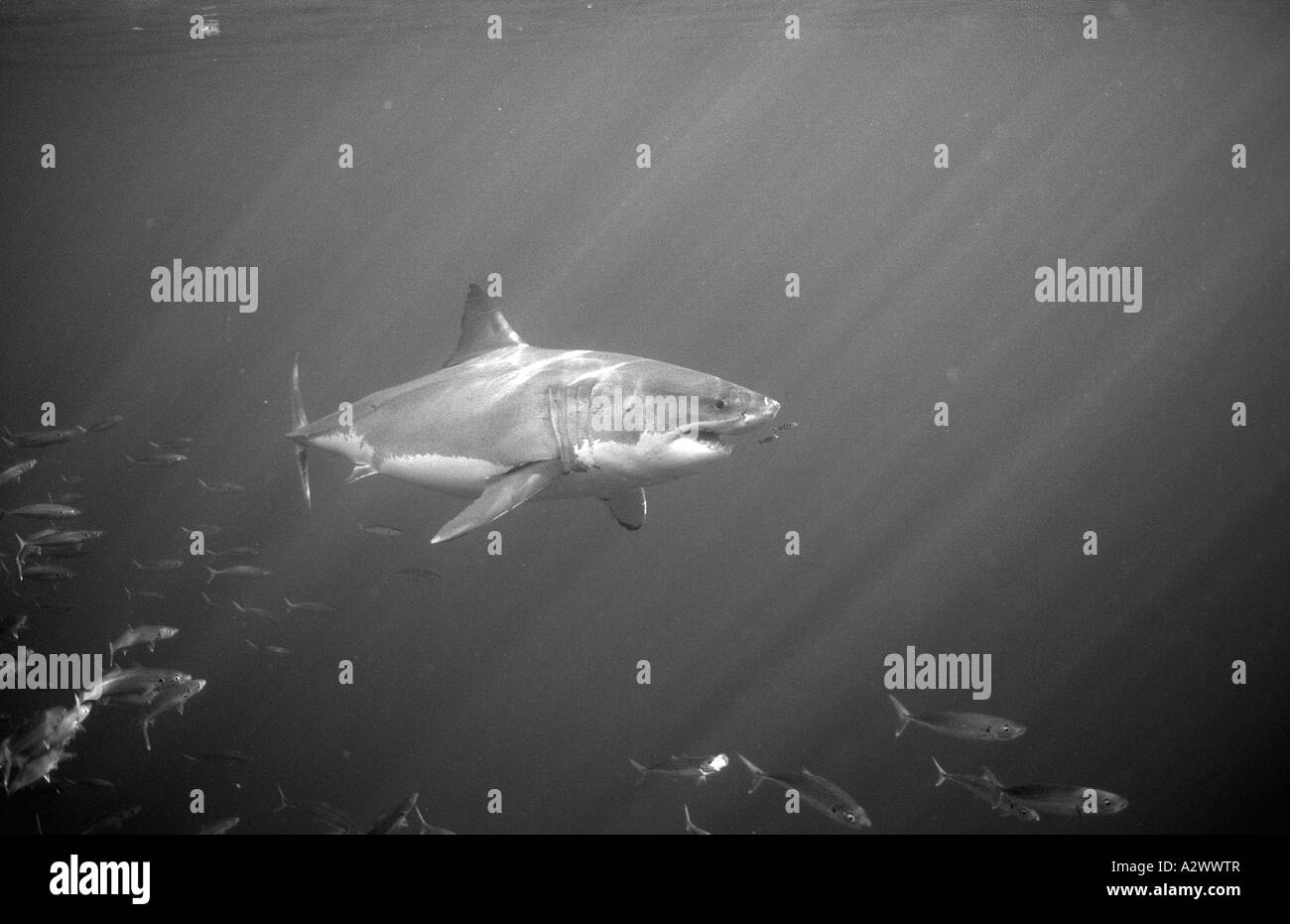 Il grande squalo bianco Carcharodon carcharias USA California Oceano Pacifico Farallon Isola San Francisco Bay Foto Stock