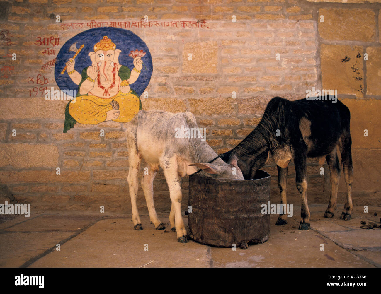 Due delle vacche sacre alimentare accanto a un muro con un dipinto di Ganesh, l'elefante dio. Rajasthan, India Foto Stock