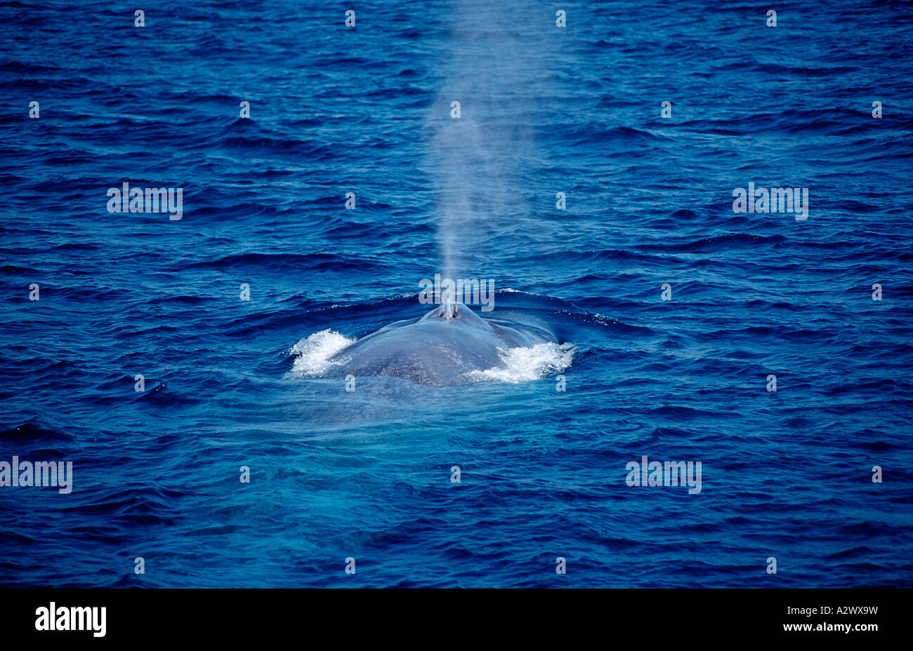 Respirazione balena blu Balaenoptera musculus USA California oceano pacifico Foto Stock