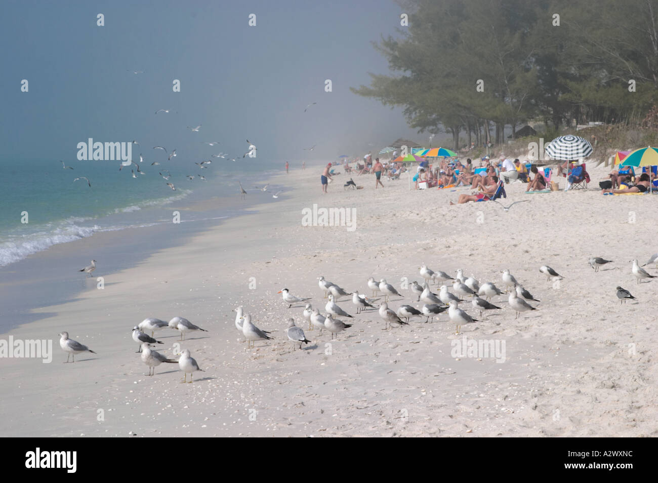 Uccelli e persone che condividono Turtle Beach sulla Siesta Key in Southwest Florida Foto Stock
