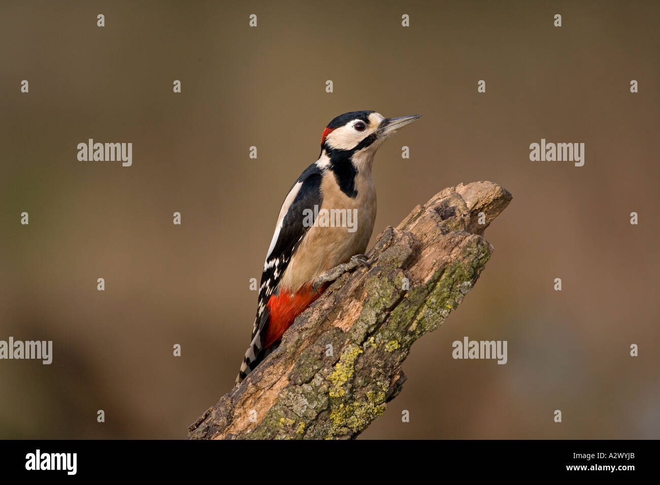 Grande spotted Woodpecker Dendrocopos maggiore appollaiato sul ramo Foto Stock