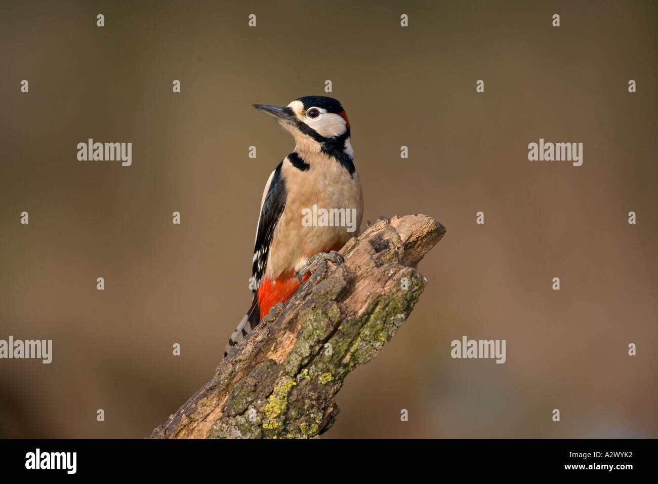 Grande spotted Woodpecker Dendrocopos maggiore appollaiato sul ramo Foto Stock