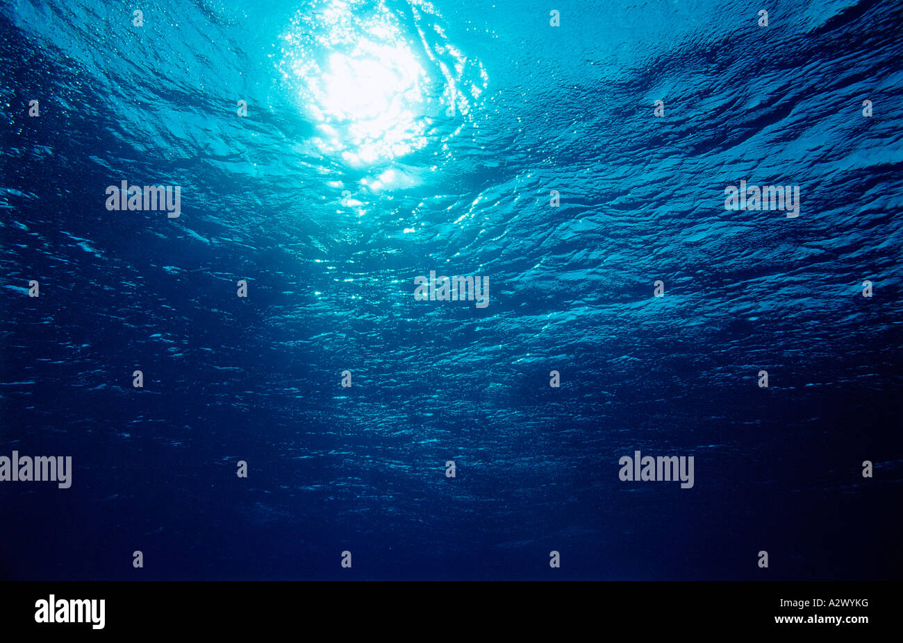 Superficie subacquea Egitto Africa Sinai Sharm el Sheik Mar Rosso Foto Stock