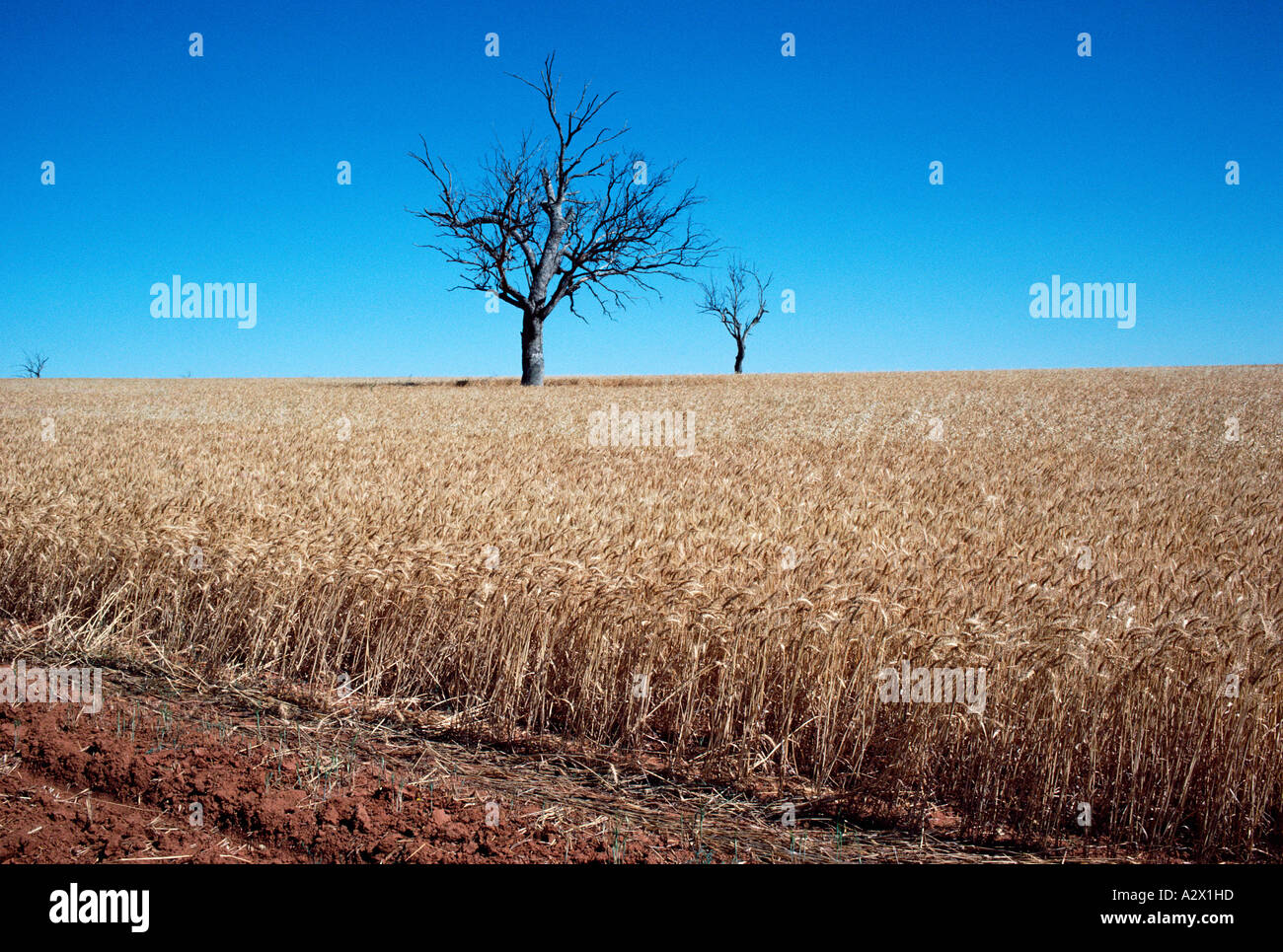 Australia. Nuovo Galles del Sud. L'agricoltura. Grano maturo campo di coltivazione con alberi. Foto Stock