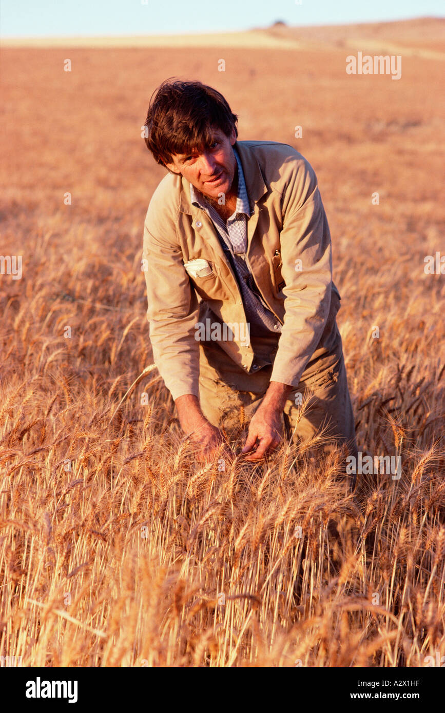 Imprenditore nel campo di grano maturo raccolto di grano. Australia. Nuovo Galles del Sud. Foto Stock