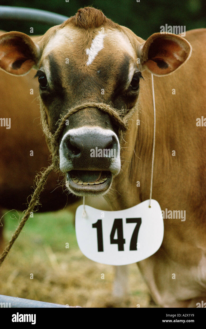 Agricoltura / Agricoltura. Bestiame. I capi di bestiame. Close-up di Jersey vacca a farm show. Foto Stock