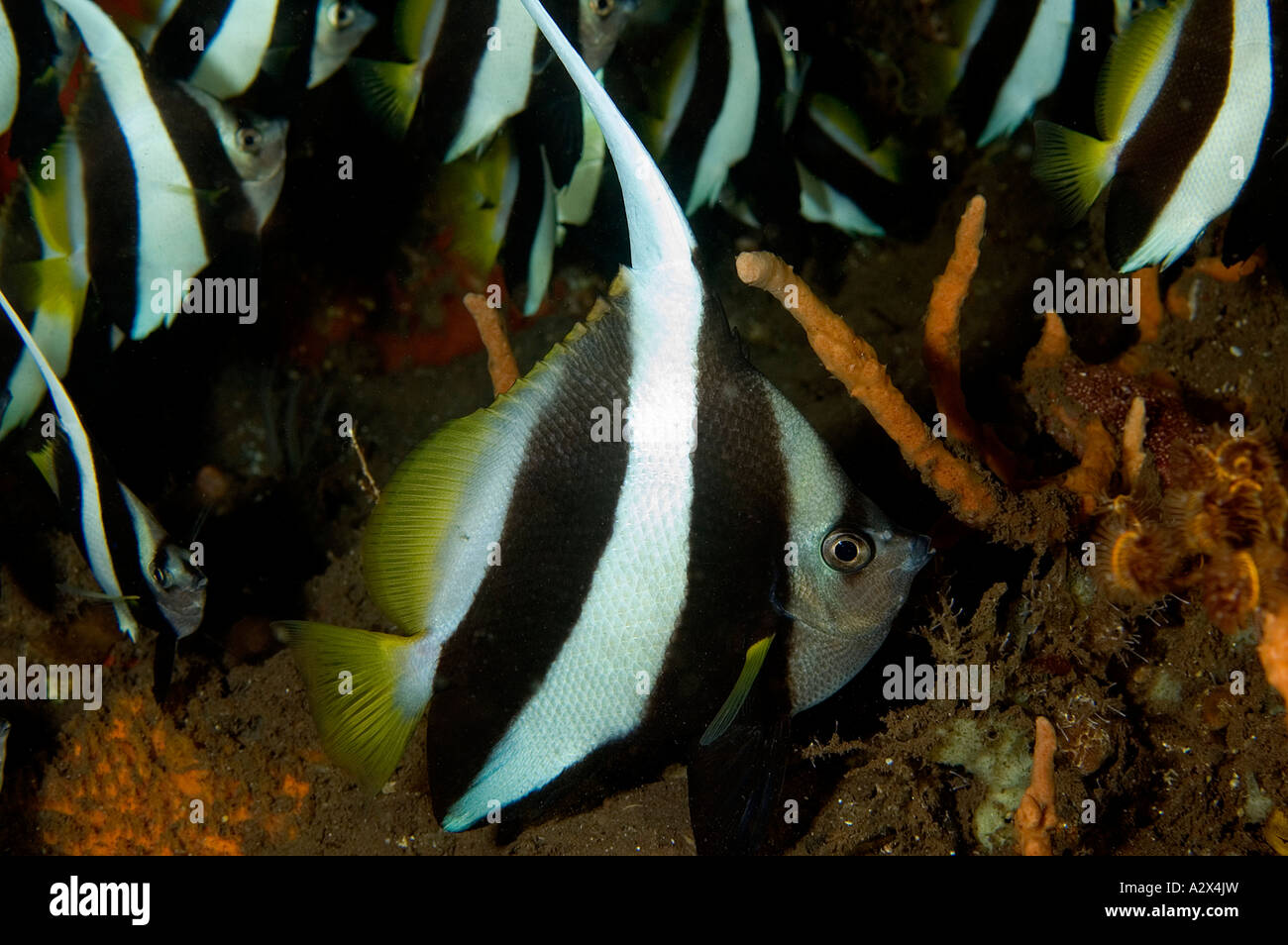 La scolarizzazione bannerfishes, Heniochus diphreutes, Bali Indonesia. Foto Stock