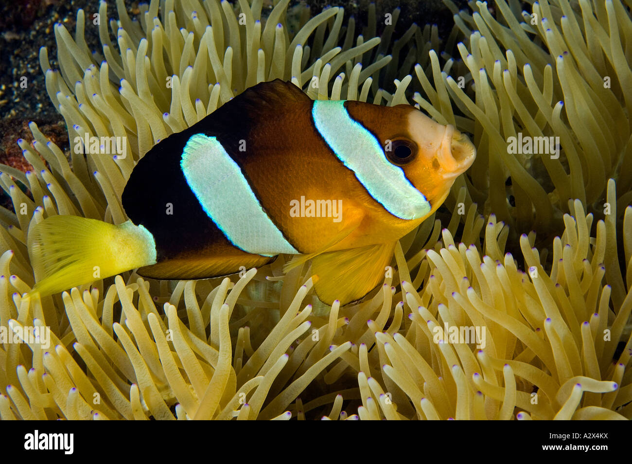 Clark pesce di anemone , Amphiprion clarkii, Bali Indonesia. Foto Stock