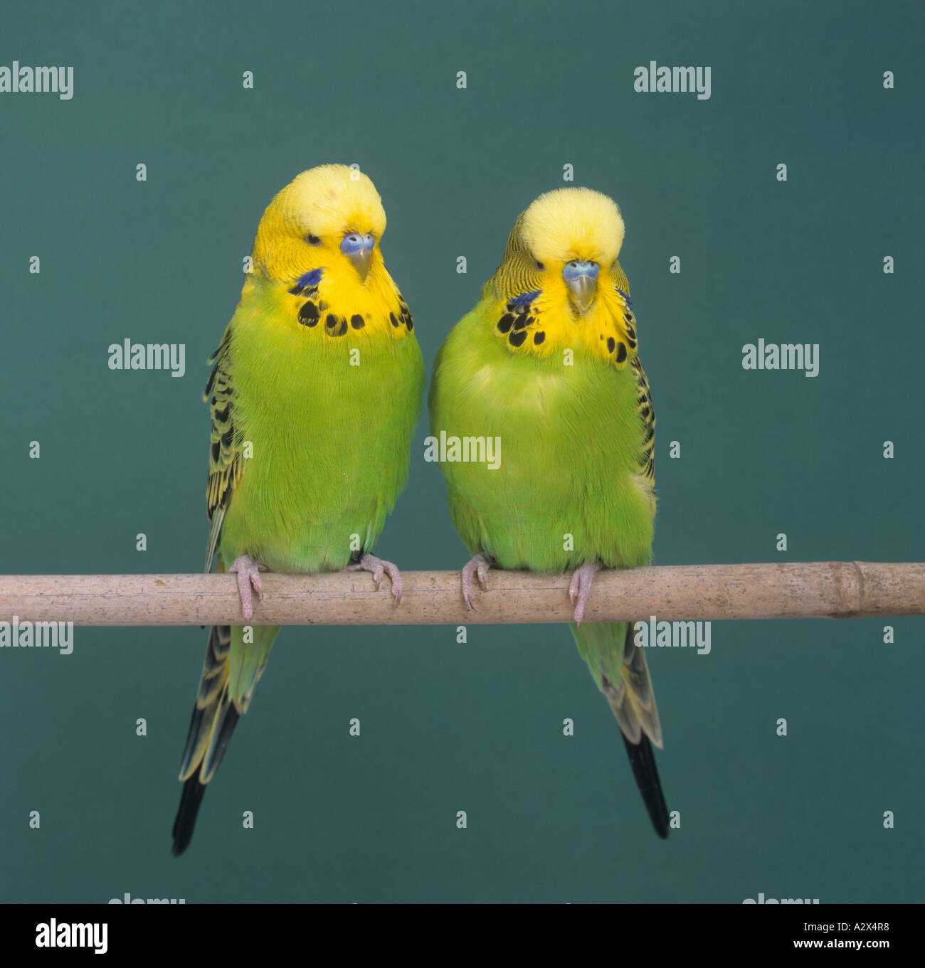 Ritratto budgerigars contro un dorso verde Foto Stock