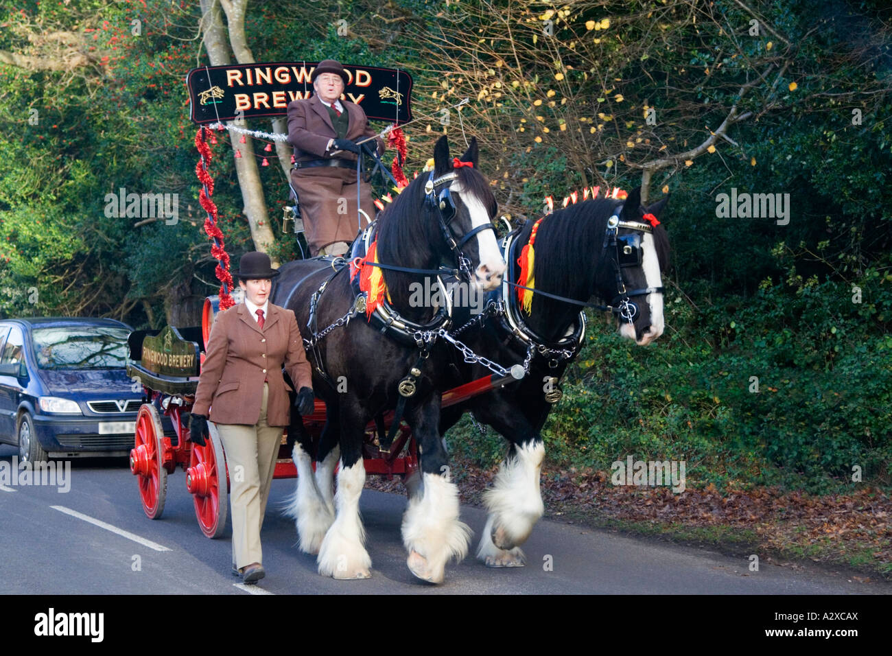 Due Shire cavalli drays e lo sposo. Gita promozionale per Ringwood Brewery. Hampshire. Regno Unito. Foto Stock