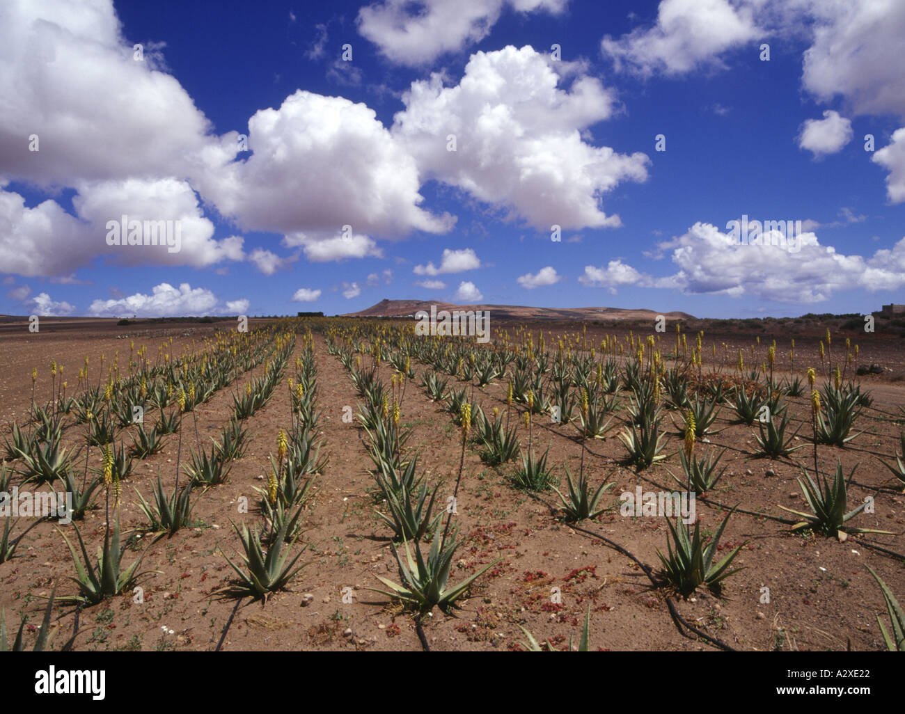 dh Aloe vera TEGUISE LANZAROTE coltivazione di file di piante coltivate in cielo campo nessuno piante isole canarie terra di lava fattoria Foto Stock