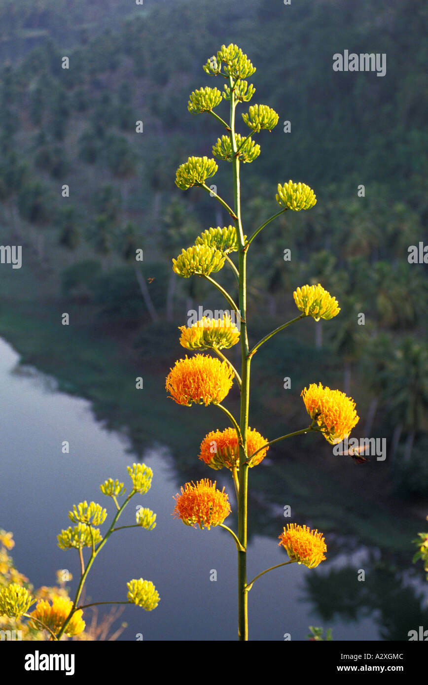 Caraibi Repubblica Dominicana vista panoramica del fiume Chavon con hummingbird alimentazione su fiori d'arancio Foto Stock