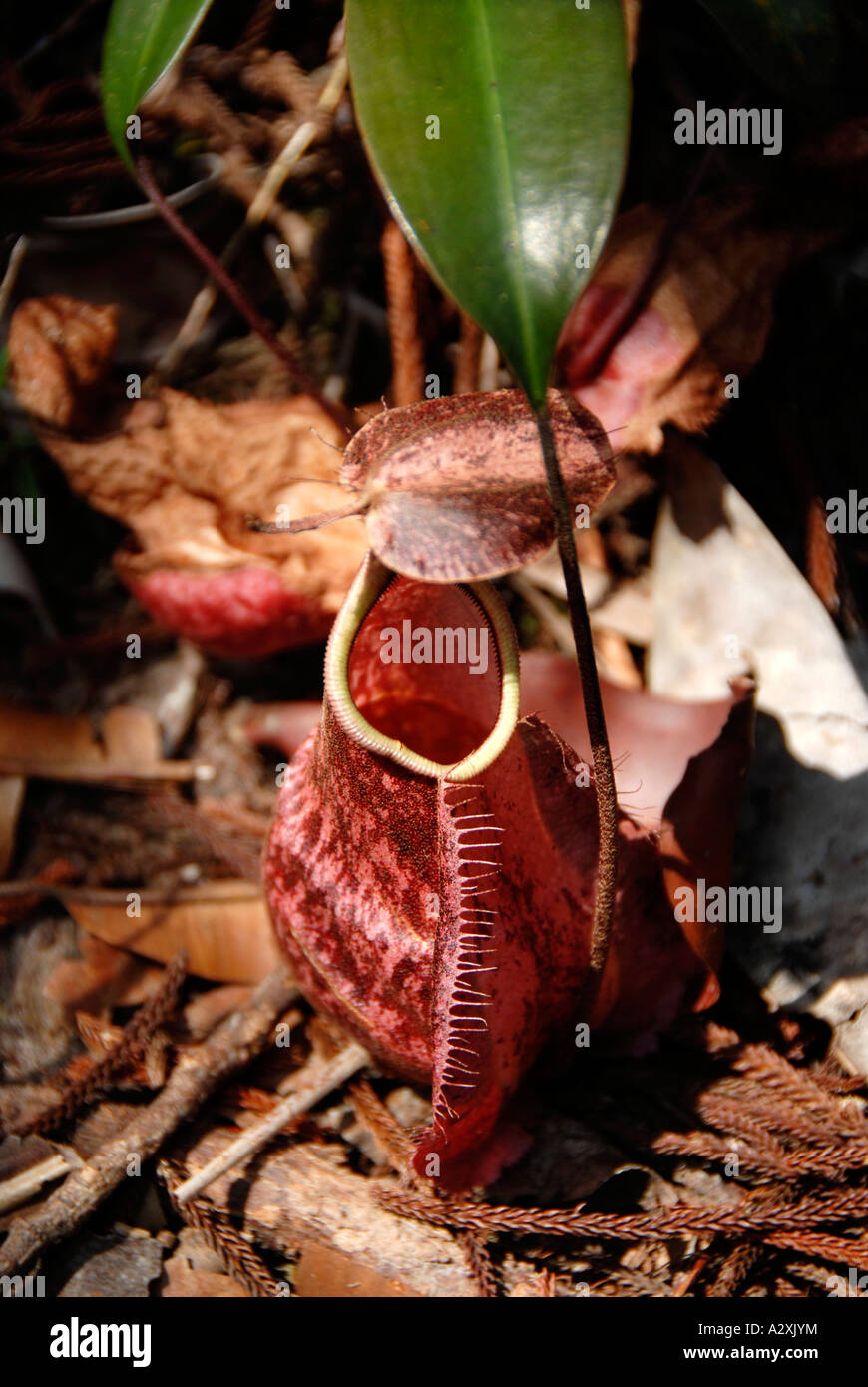 Pianta brocca Nepenthes rafflesiana sul terreno Bako National Park Sarawak Borneo Malaysia Foto Stock