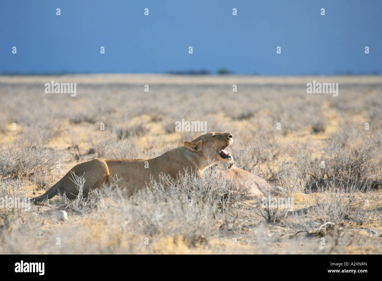 Leonessa Lion riposa dopo il successo di kill Etosha Namibia Foto Stock