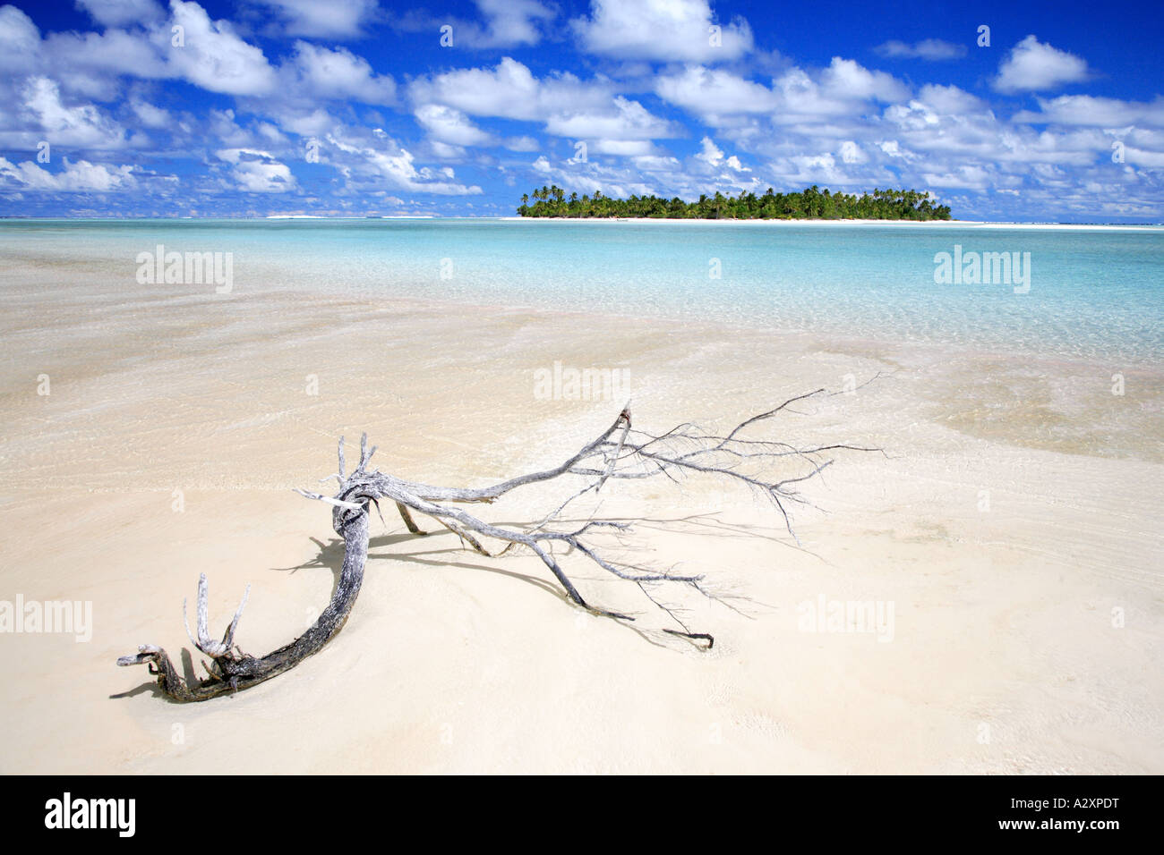 Driftwood isola Aitutaki Cook Polinesia isole del Pacifico Foto Stock