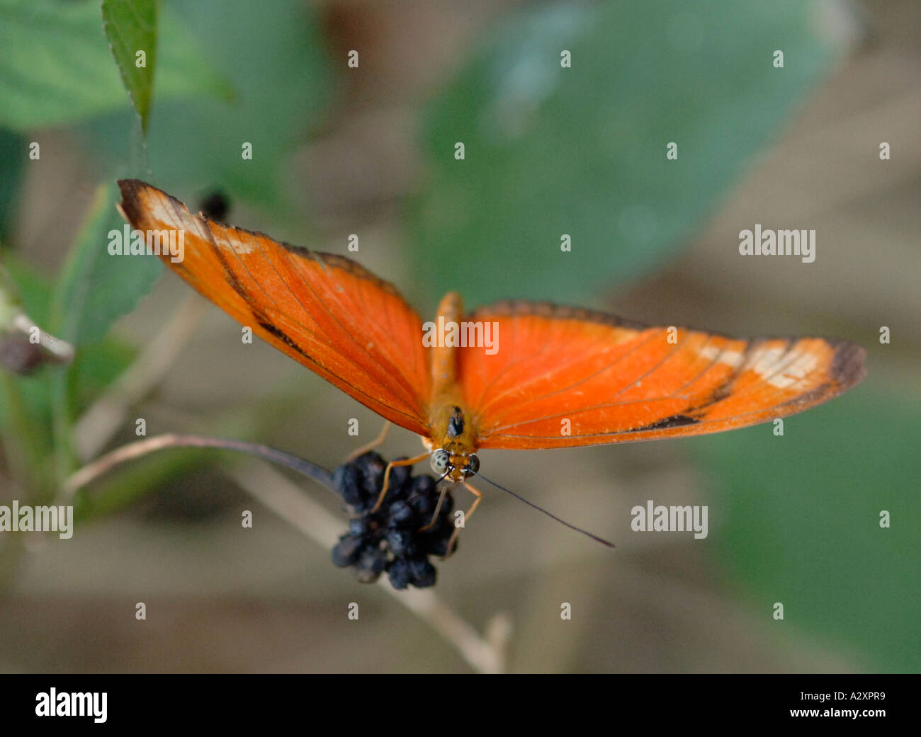 La fiamma, Dryas julia, Heliconidae, Costa Rica Foto Stock