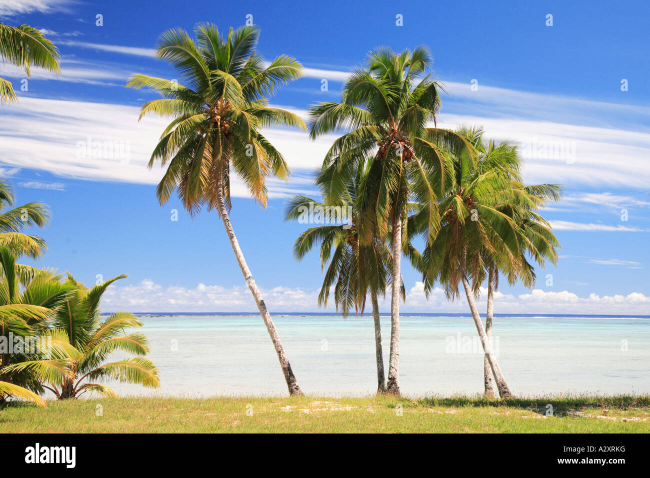 Palmi, erba e nuvole. Raratonga Cook Polinesia isole del Pacifico Foto Stock