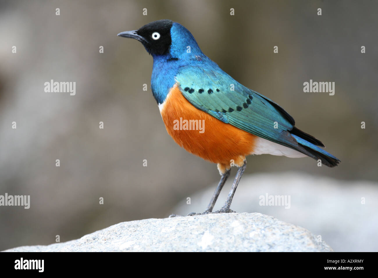 Superba Starling Bird Foto Stock