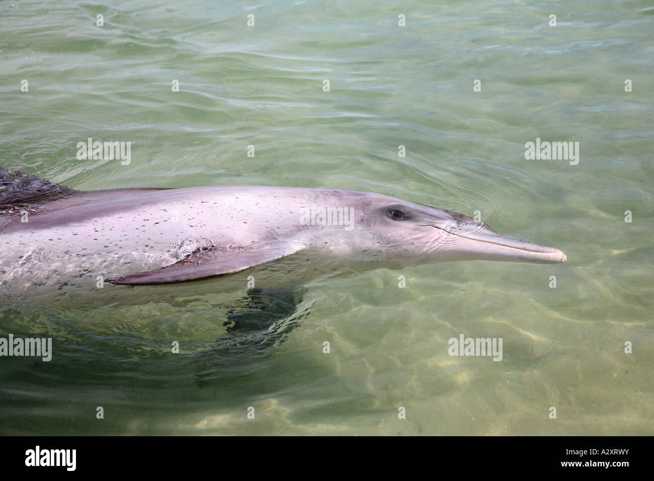 Bottlenosed Dolphin Monkey Mia Australia Occidentale Foto Stock