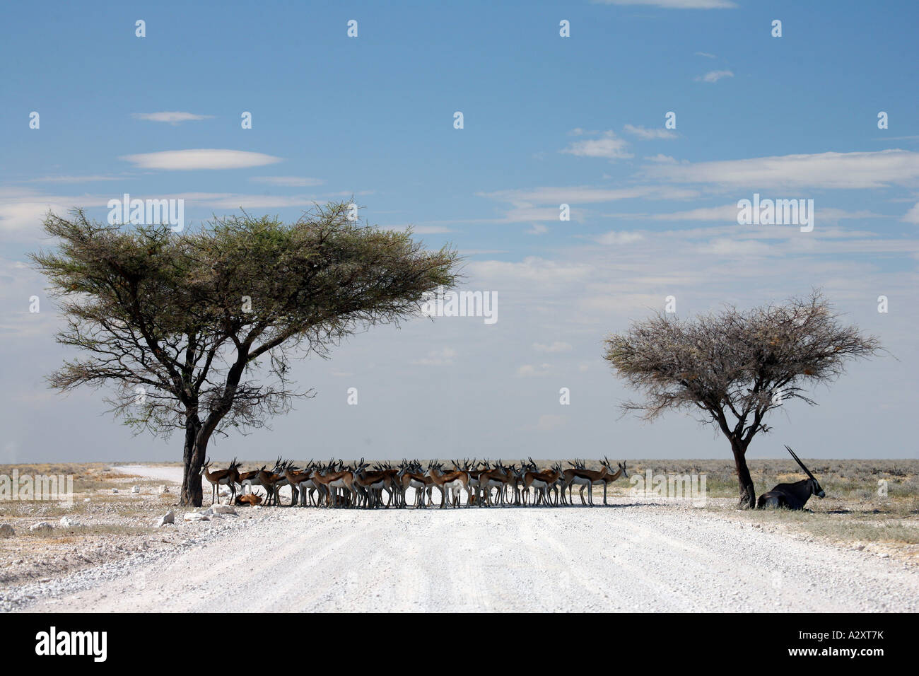 Springbok e oryx blocco stradale Etosha pan namibia Foto Stock