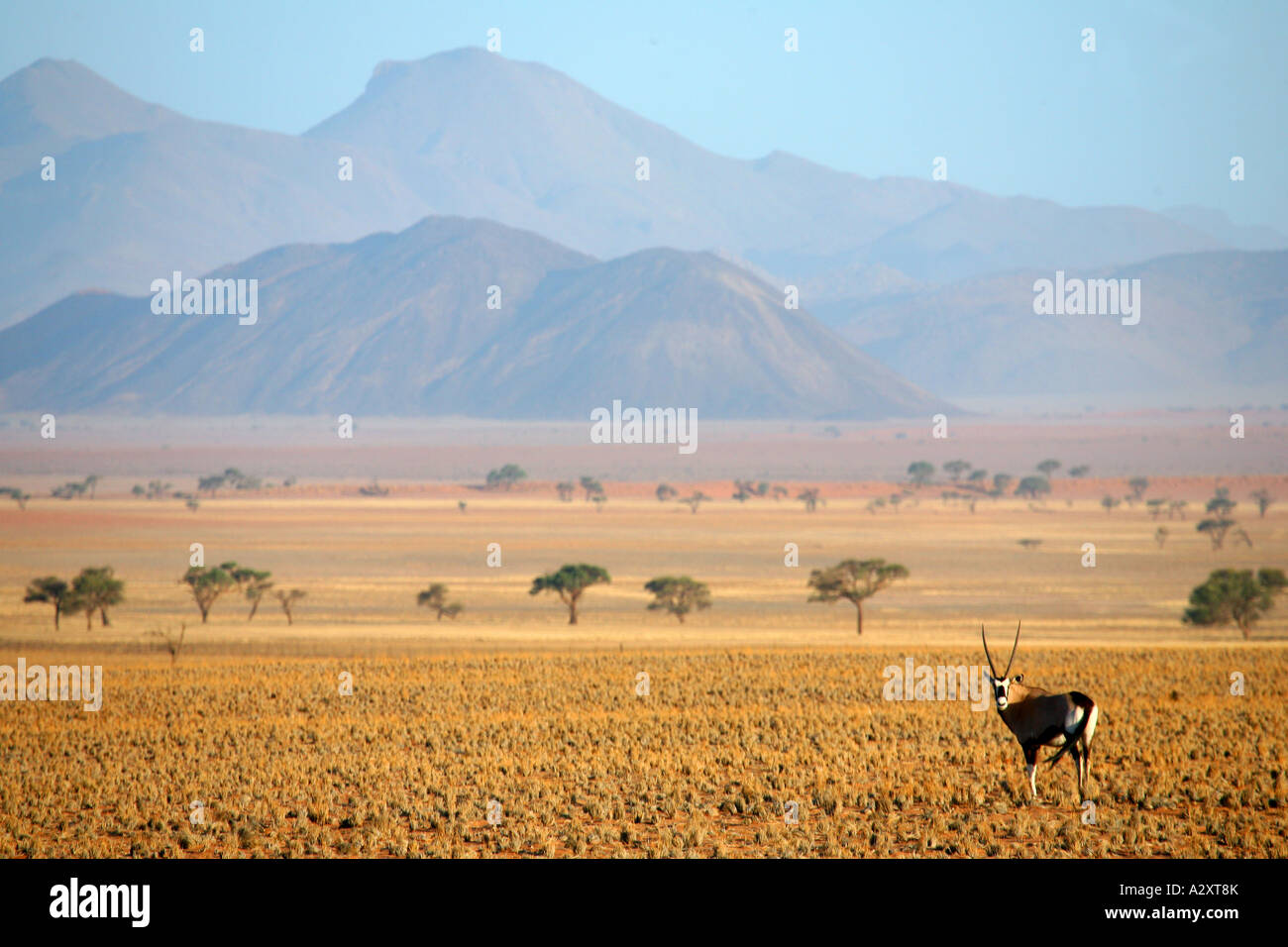 Oryx / Gemsbok bordo del deserto del Namib Namibia Foto Stock