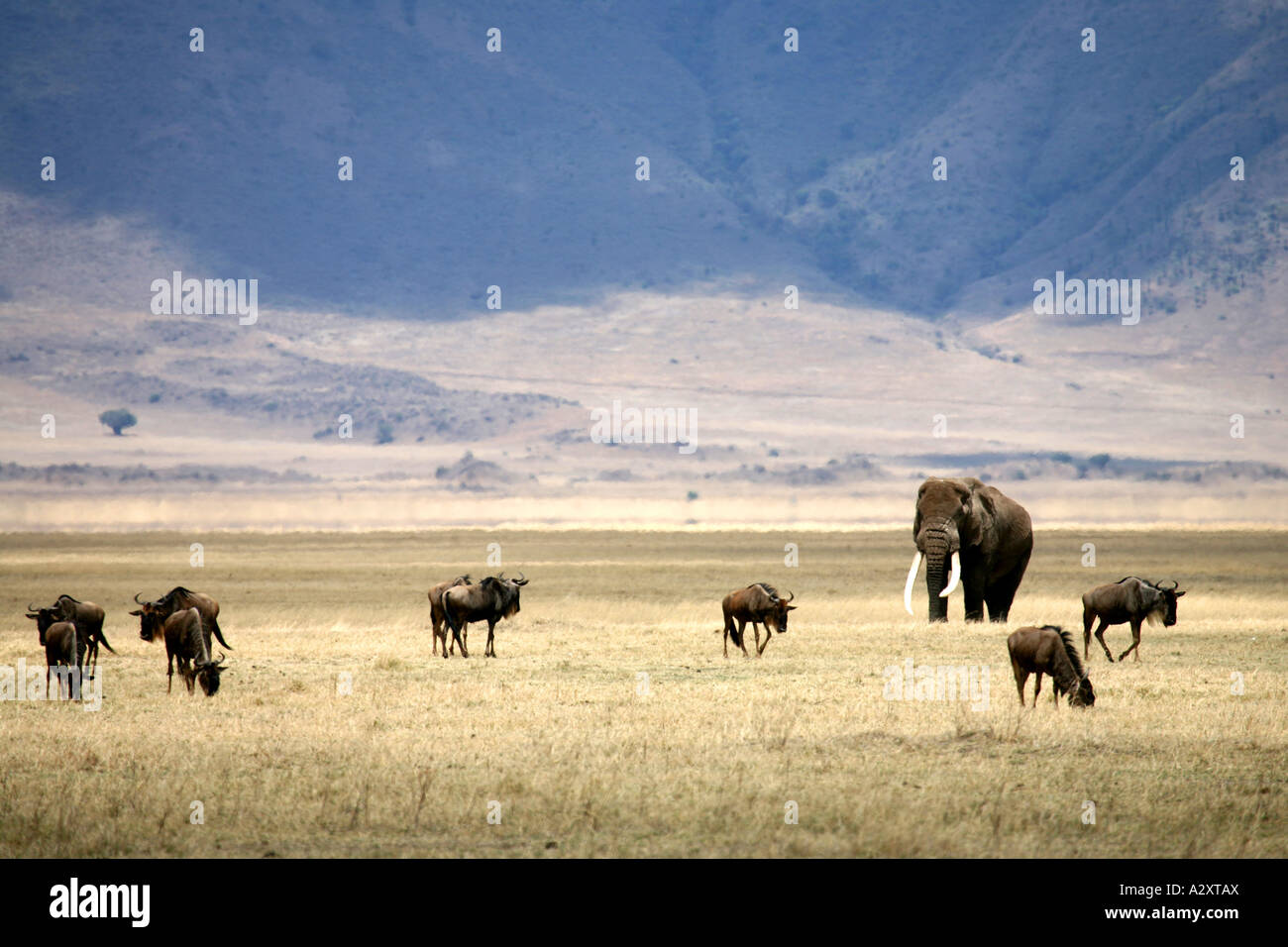 Gnu ed elefante nel cratere di Ngorongoro Tanzania Foto Stock