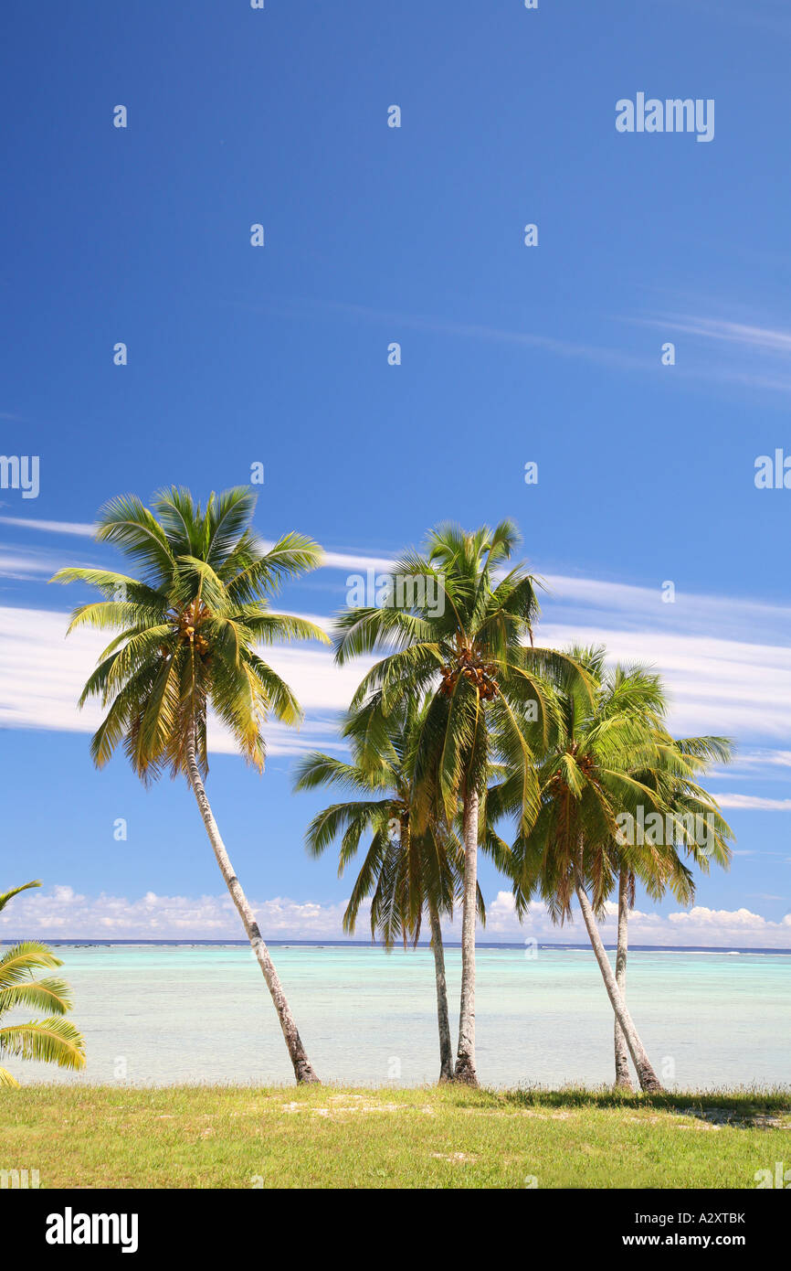 Palmi, erba e nuvole. Raratonga Cook Polinesia isole del Pacifico Foto Stock