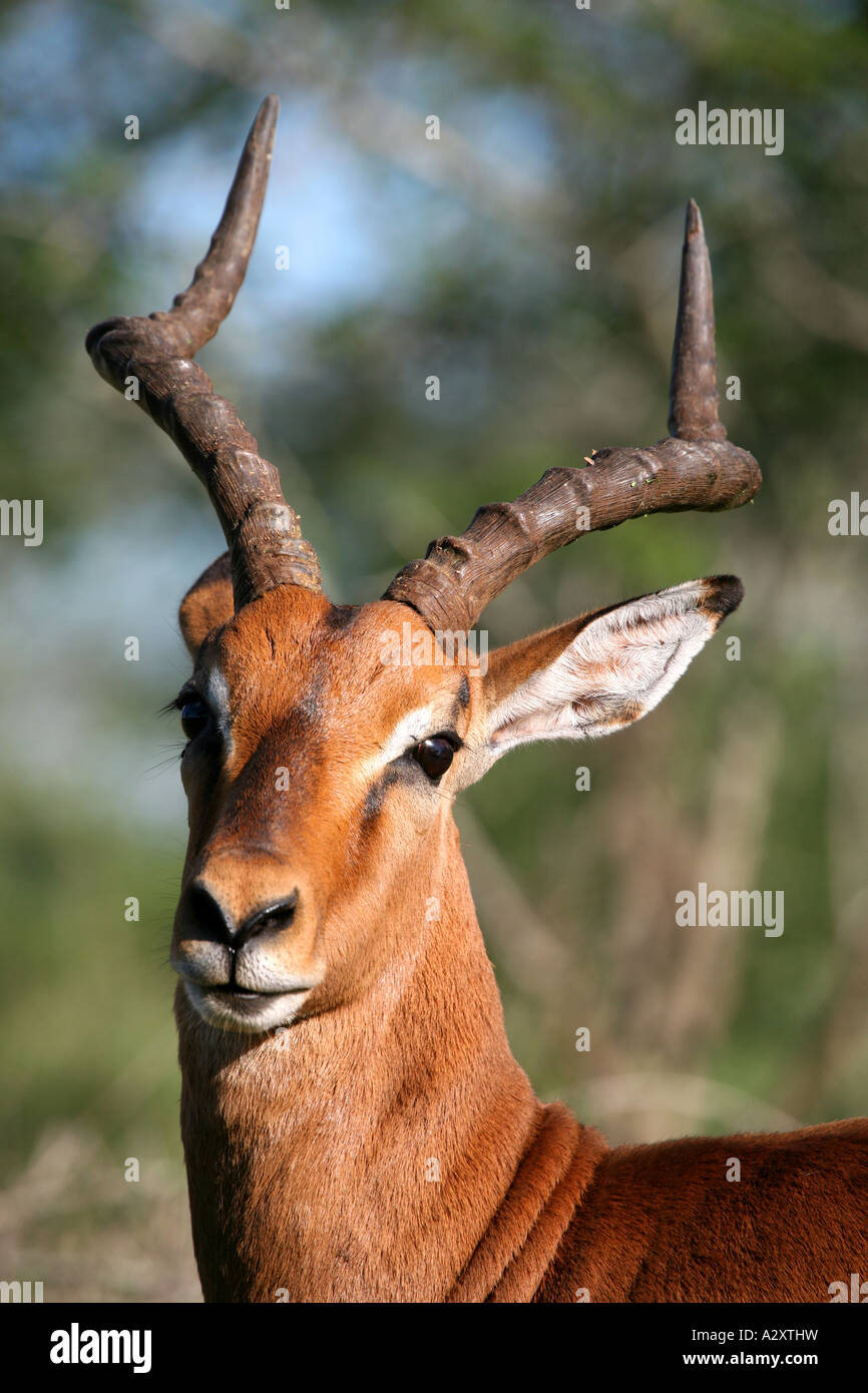 Impala ritratto Kruger National Park Foto Stock