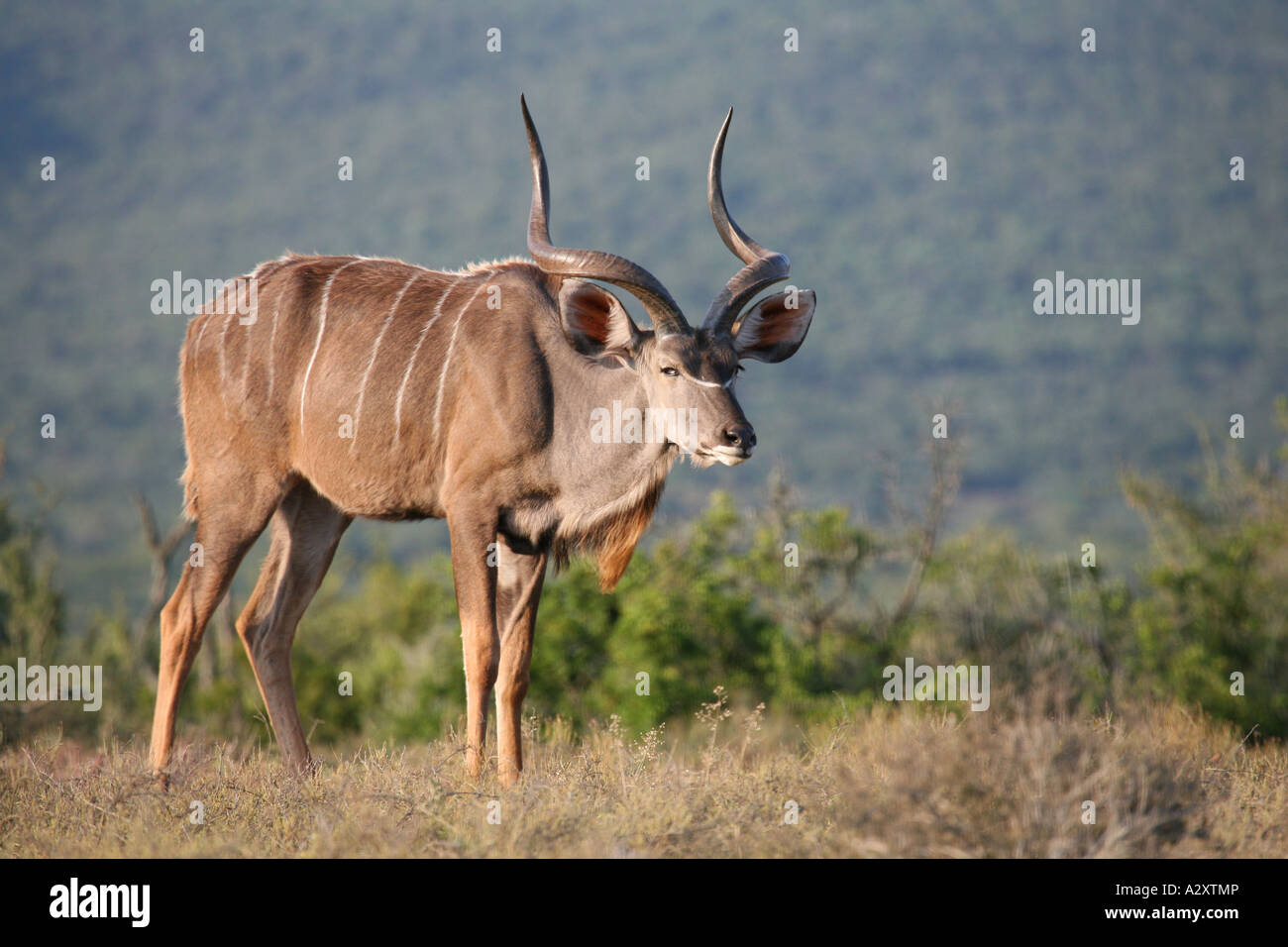 Kudu - Addo Elephant National Park Foto Stock