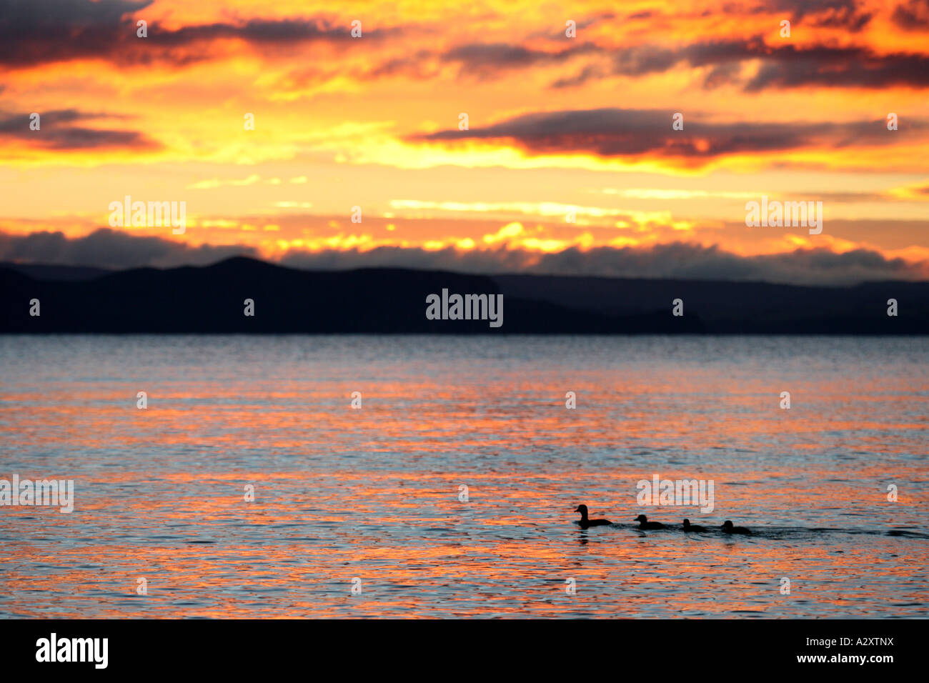 Anatre sul Lago Taupo, Nuova Zelanda Isola del nord durante il tramonto tramonto Foto Stock