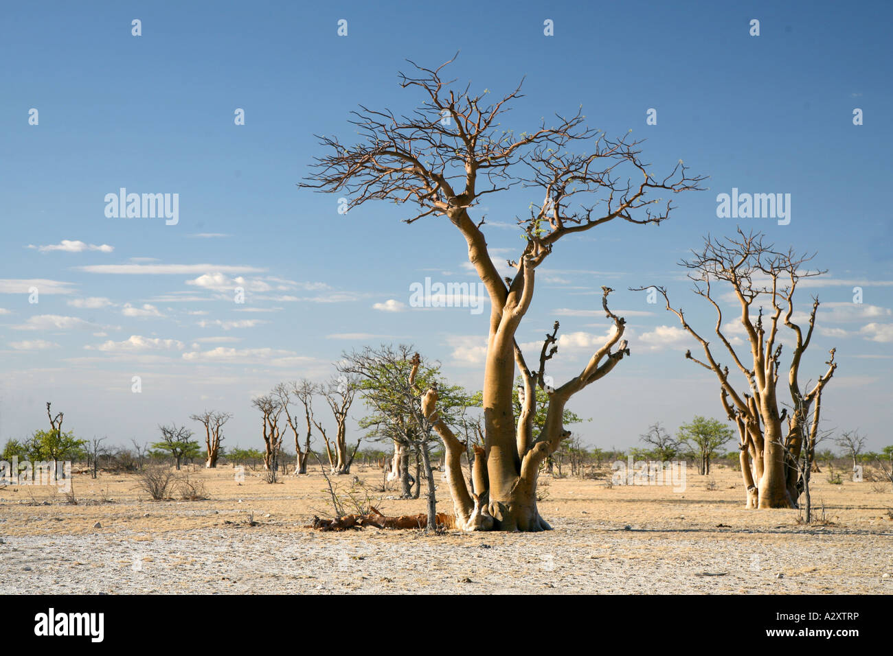 Moringa alberi ( ghost tree ) Etosha pan Namibia Foto Stock