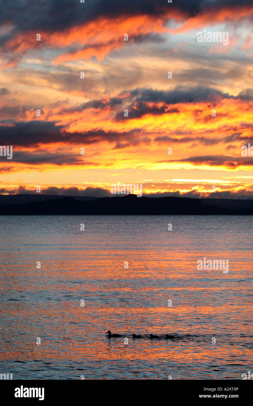 Anatre sul Lago Taupo, Nuova Zelanda Isola del nord durante il tramonto tramonto Foto Stock