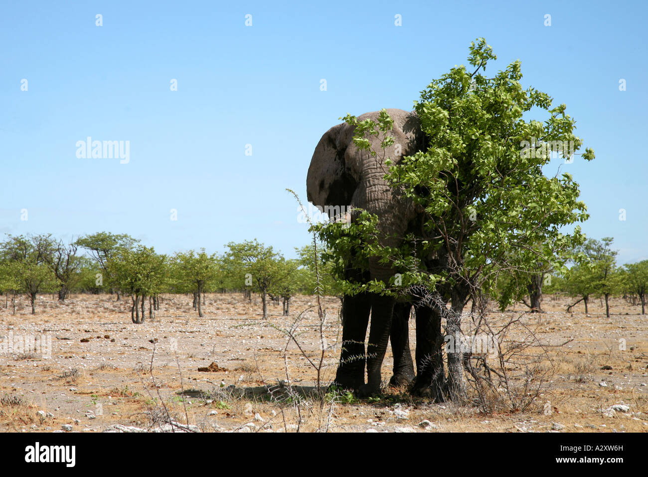 Elephant nascondendo il Parco Nazionale di Etosha Namibia Foto Stock