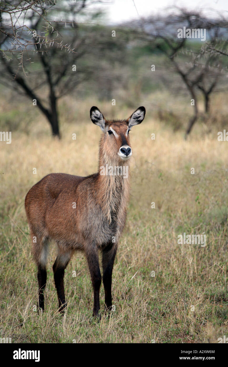 Waterbuck Serengeti Tanzania Foto Stock