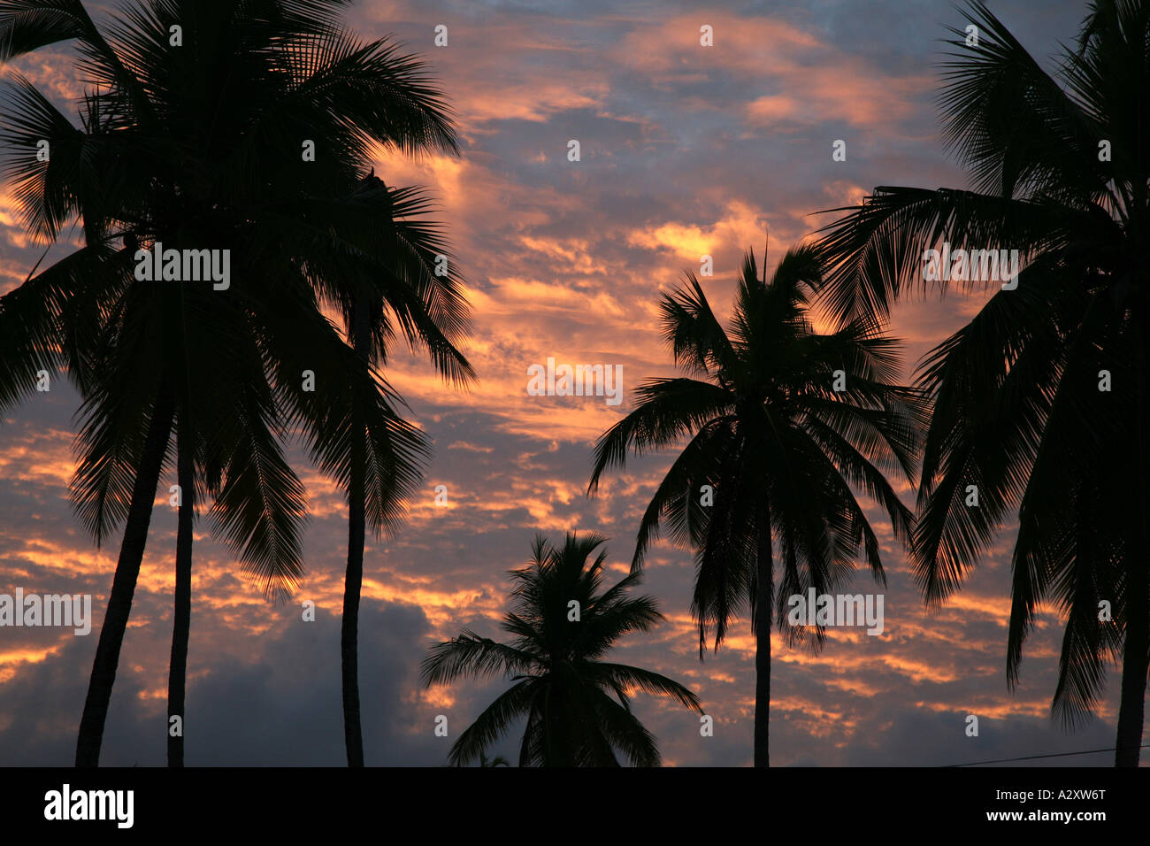 Zanzibar foresta di palme al tramonto Foto Stock