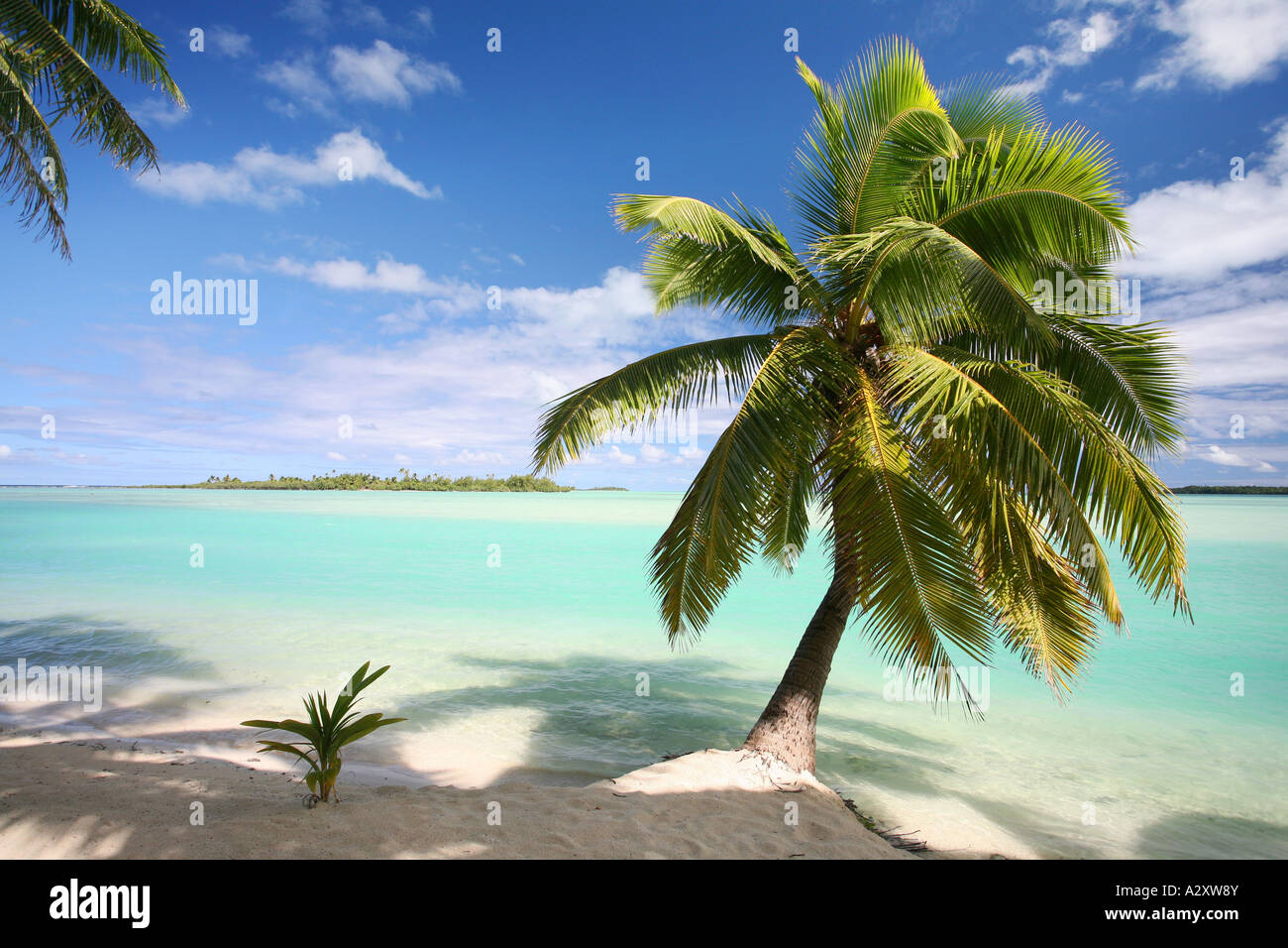 Fiancheggiata da palme spiaggia Aitutaki isole Cook Polinesia Foto Stock