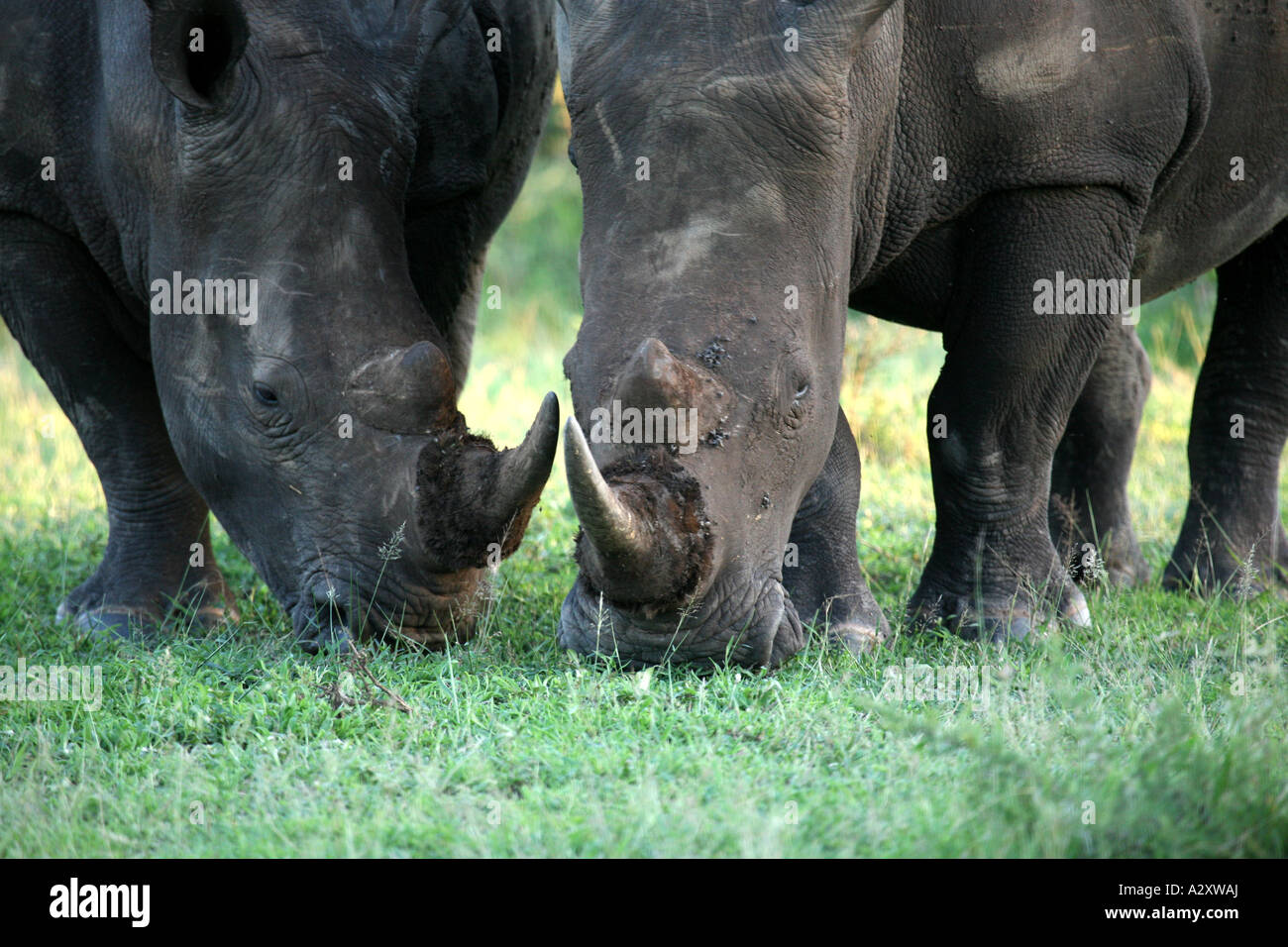 Il rinoceronte bianco nero Hluhluwe-Imfolozi National Park in Sud Africa Foto Stock