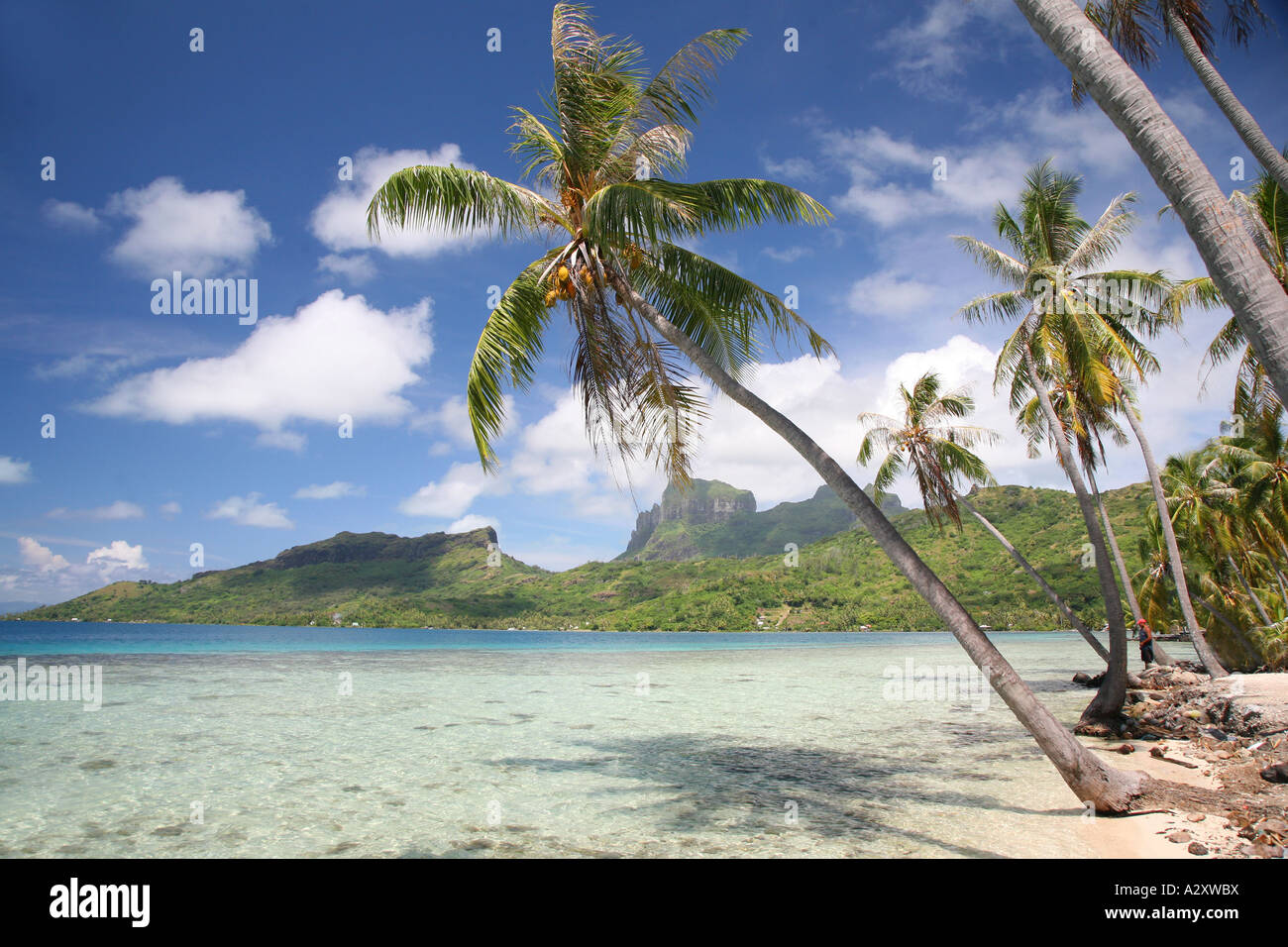 Orlata di palme, laguna Bora Bora Foto Stock