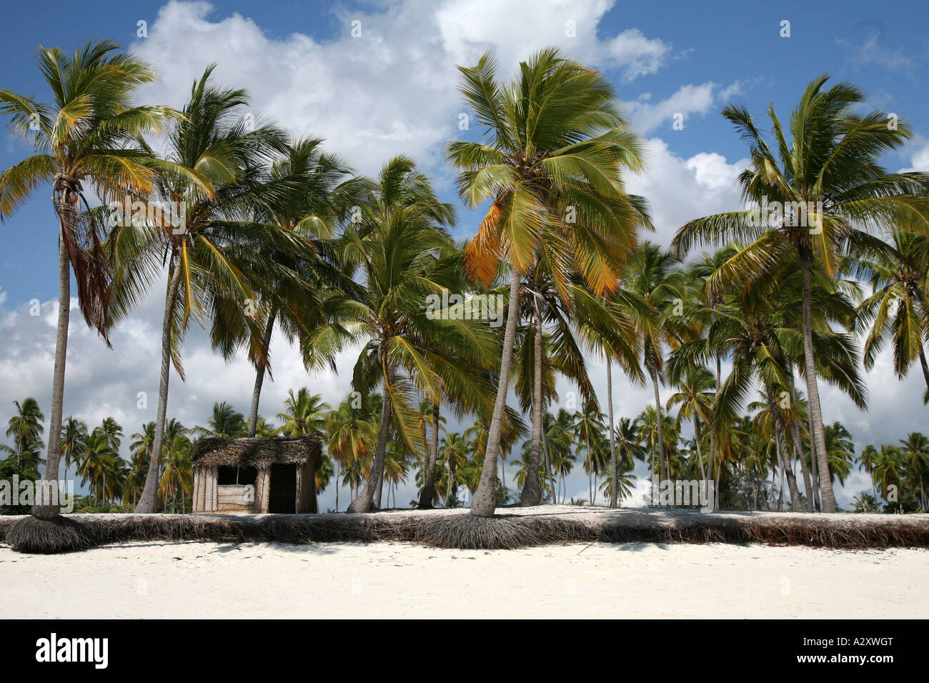 Zanzibar Beach Hut in palme Foto Stock