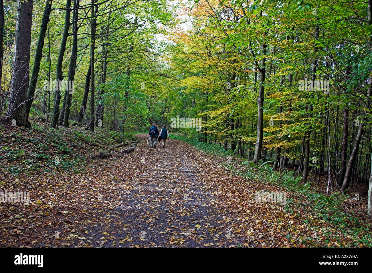 Passeggiate nel bosco Impressioni autunno a Bad Honnef e e Kloster Heiterbach Germania Foto Stock