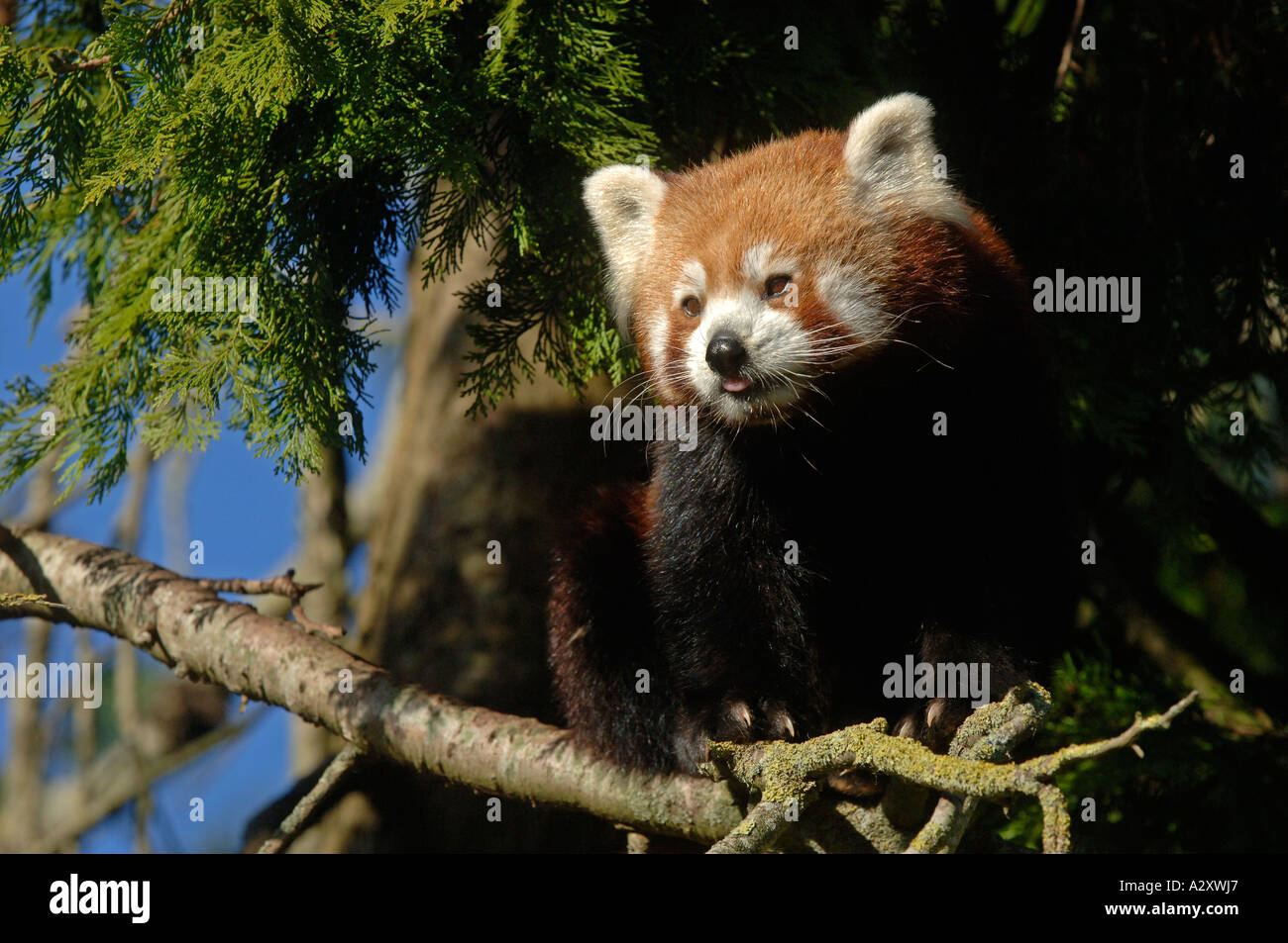 Minore o panda rosso (Ailurus fulgens fulgens) Foto Stock