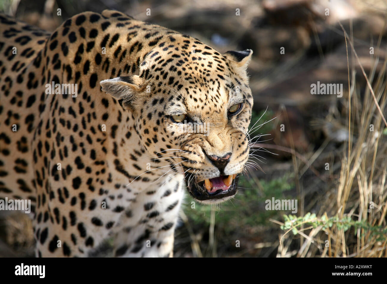 Leopard Big Cat, Namibia Foto Stock